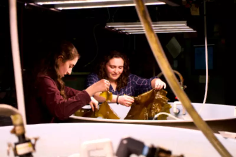 Kelp Biofuel for Ships and Planes: Hurdles Remain Despite Promise