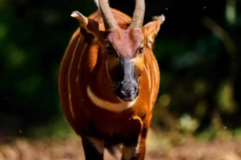 Kenya's 'Ghost of the Forest' Mountain Bongo Reintroduced to Wild