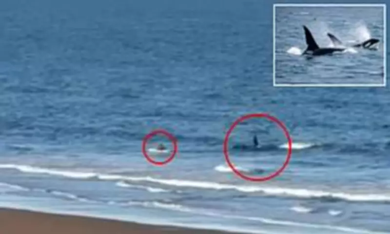 Killer whale charges at canoeist off Argentina coast in terrifying encounter