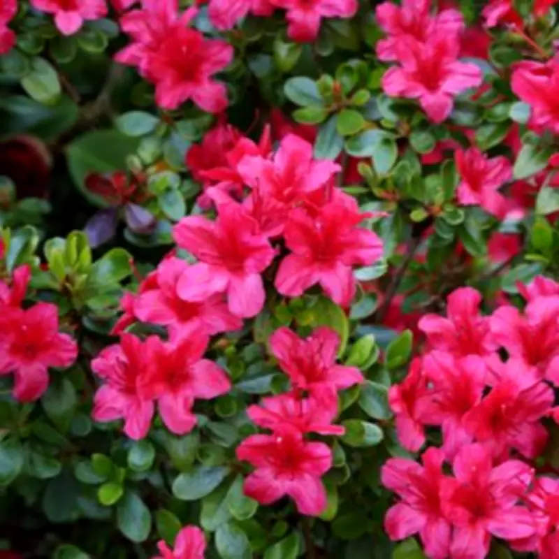 King Charles's Former Gardener Reveals Coffee Grounds Secret for Blooming Flowers