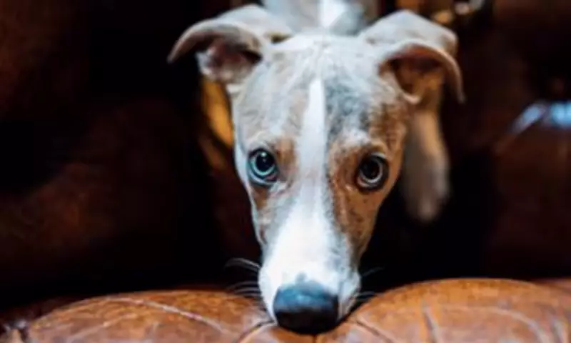 Labrador Retriever Tops UK Dog Breed Rankings for 2026 as Whippets Surge