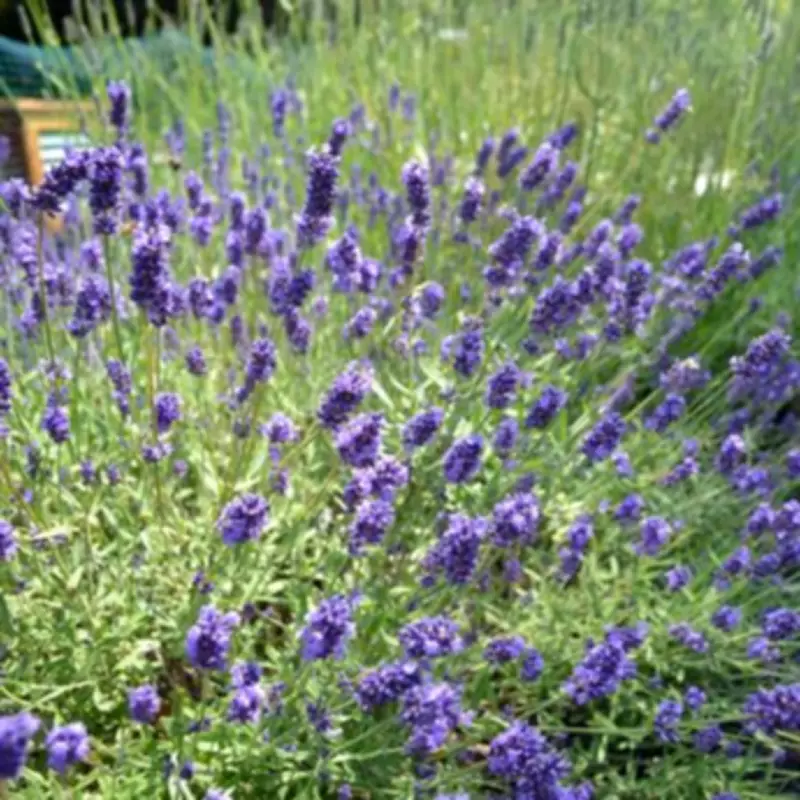 Lavender Owners Urged to Do 1 Simple Task for Summer Blooms