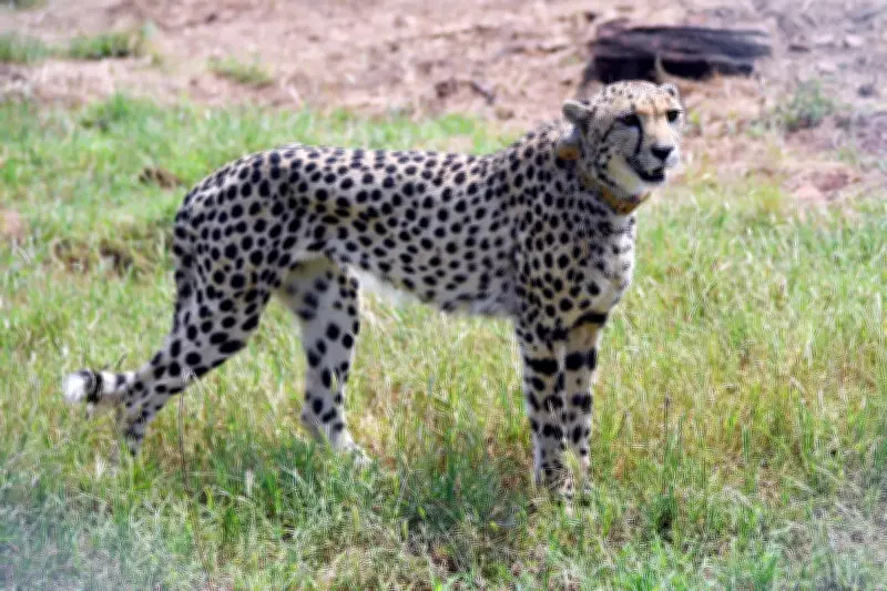 Leopard attack kills four cheetah cubs in India reintroduction setback