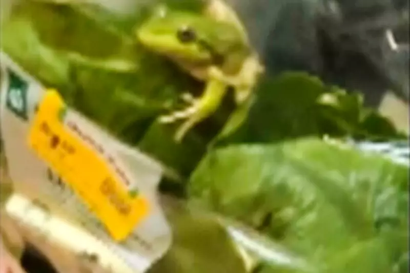 Live Frog Found in Woolworths Salad Bag, Released to Crazy Frog Tribute