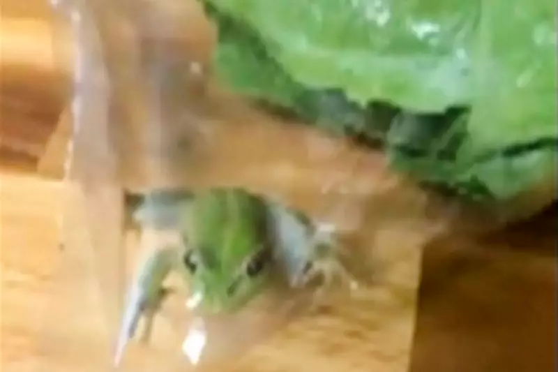 Live Frog Found in Woolworths Salad Bag Stuns Australian Farmer