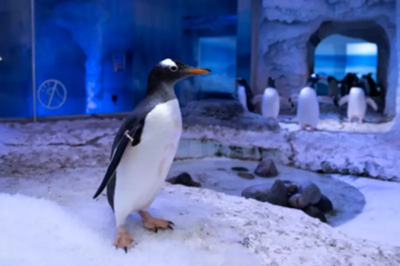London Aquarium Owner Pledges to Phase Out Gentoo Penguins in UK