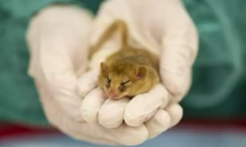 London Zoo to Build £20M Vet Hospital with Public Viewing Gallery