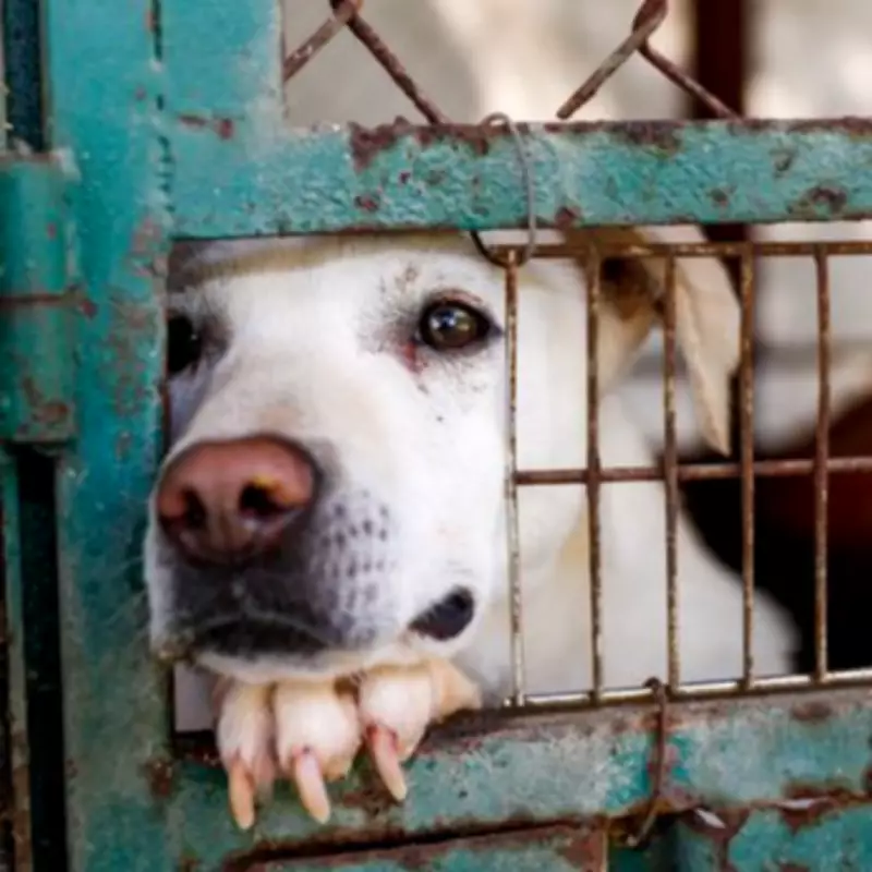 Lonely Dog Enzo Waits 200 Days for a Forever Home at RSPCA