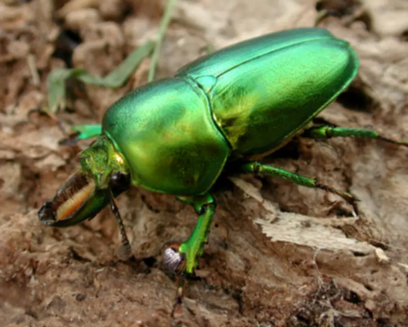 Lord Howe Island's Insect Life Thrives After Successful Rodent Eradication