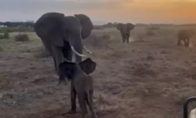 Lost Elephant Calf Reunited with Herd in Heartwarming Rescue in Kenya