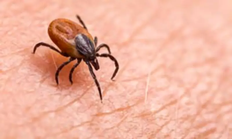 Lyme Disease Cases in England Rise 22% in 2025, UKHSA Warns