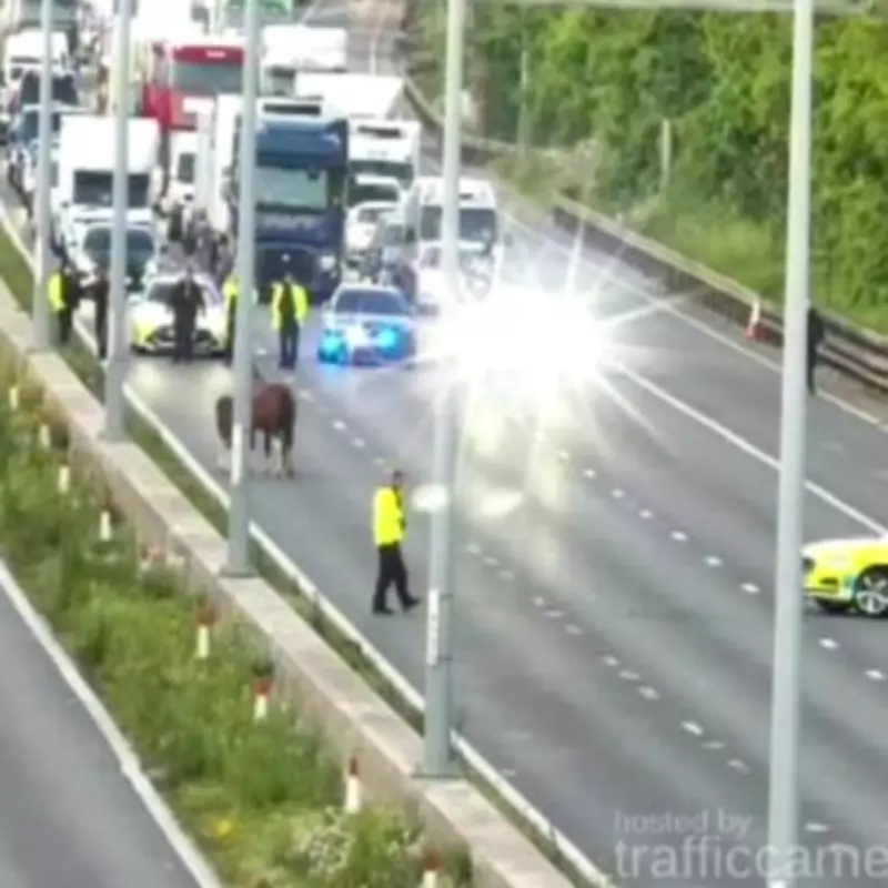 M4 Gloucestershire Closed Due to Horses on Carriageway, Long Delays