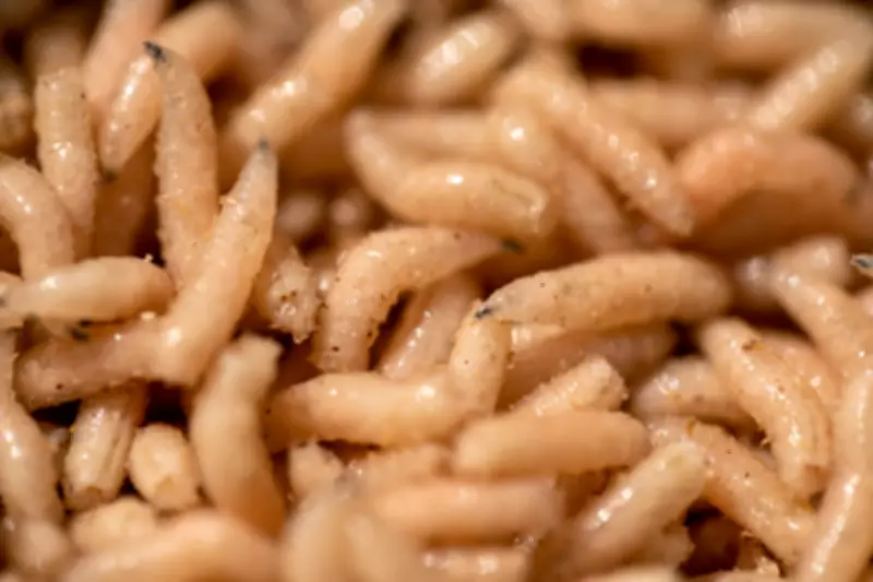 Maggot Therapy: FDA-Approved 'Nature's Microsurgeons' Still Used in US Wound Care