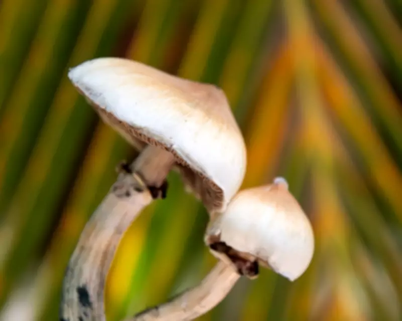 Magic Mushroom Psychedelic May Cause Lasting Brain Changes, Study Finds