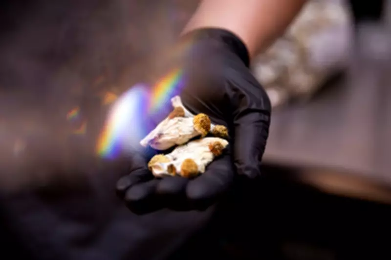Magic Mushrooms Show Promise for Cocaine Addiction Treatment