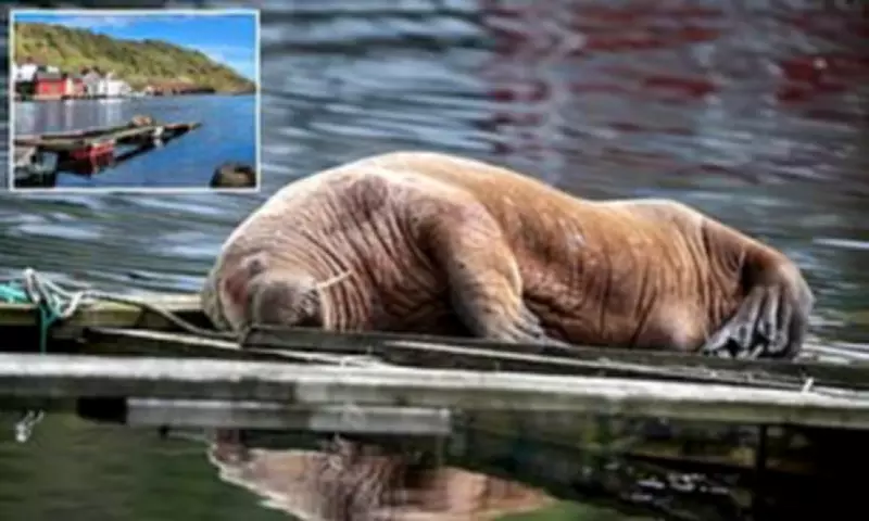 Magnus the Walrus Resurfaces in Norway After 400-Mile Swim from Scotland