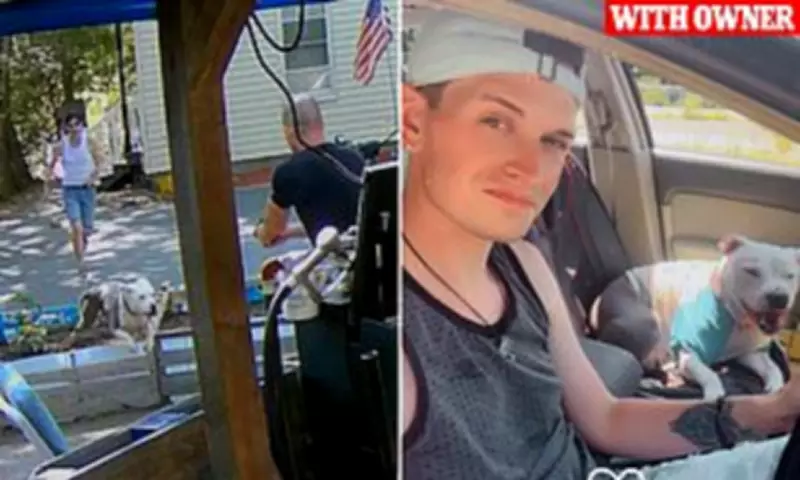 Maine father gets death threats after shooting charging pit bull to protect toddler son