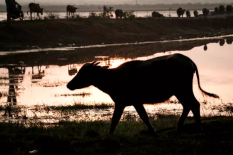 Man Dies After Buffalo Attack During Eid al-Adha in Malaysia