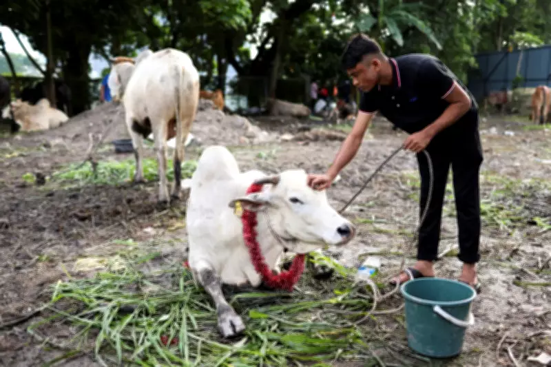 Man Gored to Death by Buffalo During Eid al-Adha Ritual in Malaysia
