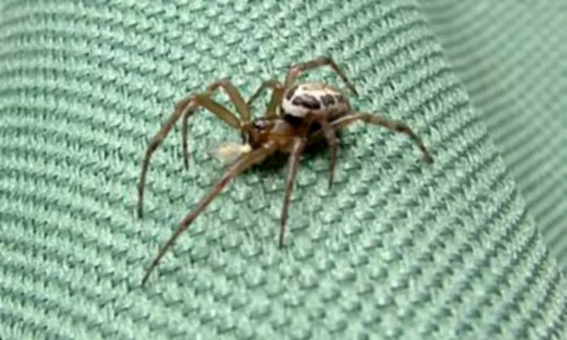 Man Left with Chest Hole After False Widow Spider Bite in Car