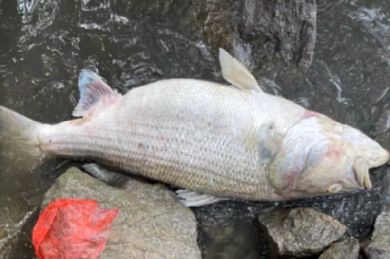 Massive 20-Mile Fish Kill in Georgia's Chattahoochee River Under Investigation