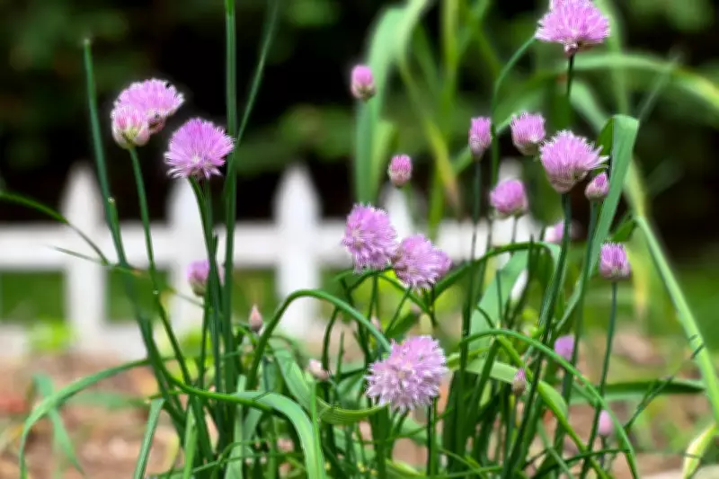 Maximise Your Harvest with Microgardening on Windowsills and Balconies