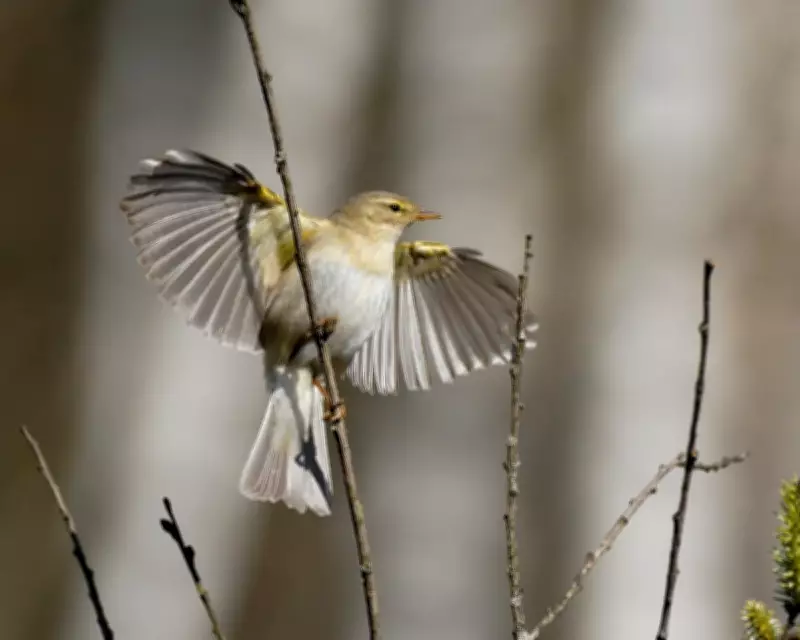 Migratory Bird Numbers Fall in Britain Despite Warm Spring