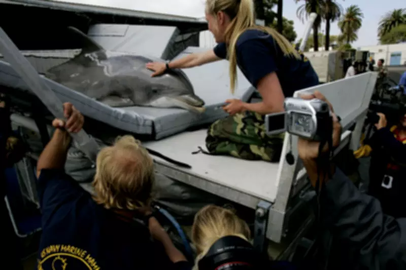 Military Dolphins: The US Navy's Secret Weapon Explained