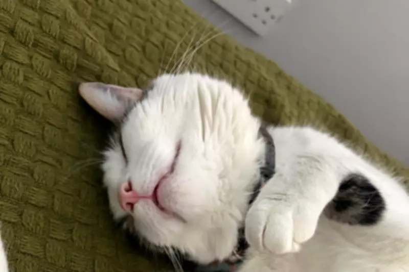 Missing Cat Olaf Reunited After Hitching 15-Mile Ride Under Car