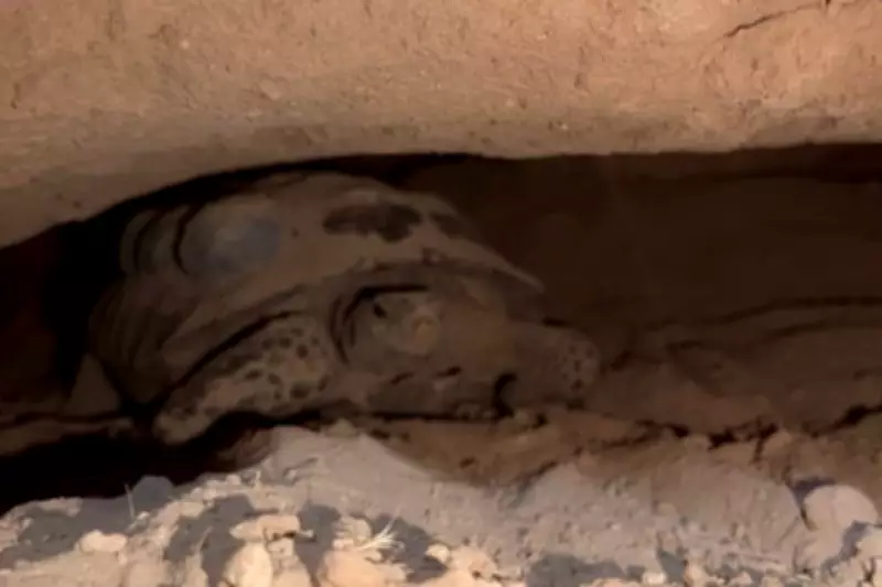 Mojave Max Tortoise Breaks Record for Latest Spring Emergence in Nevada