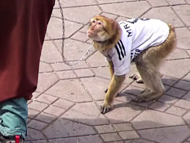 Monkeys in England Shirts Exploited for Tourist Photos in Morocco