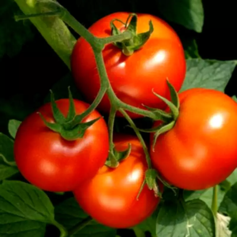 Monty Don Warns Gardeners: Don't Plant Tomatoes Outside Too Early in May
