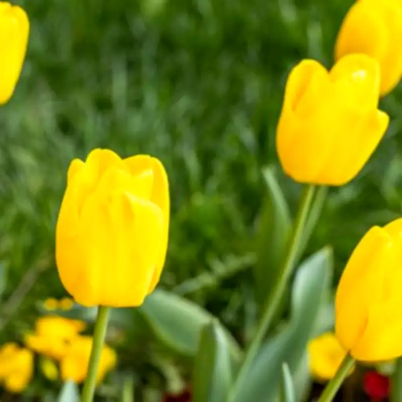 Monty Don’s 5-Second Task for Better Tulips Every Year