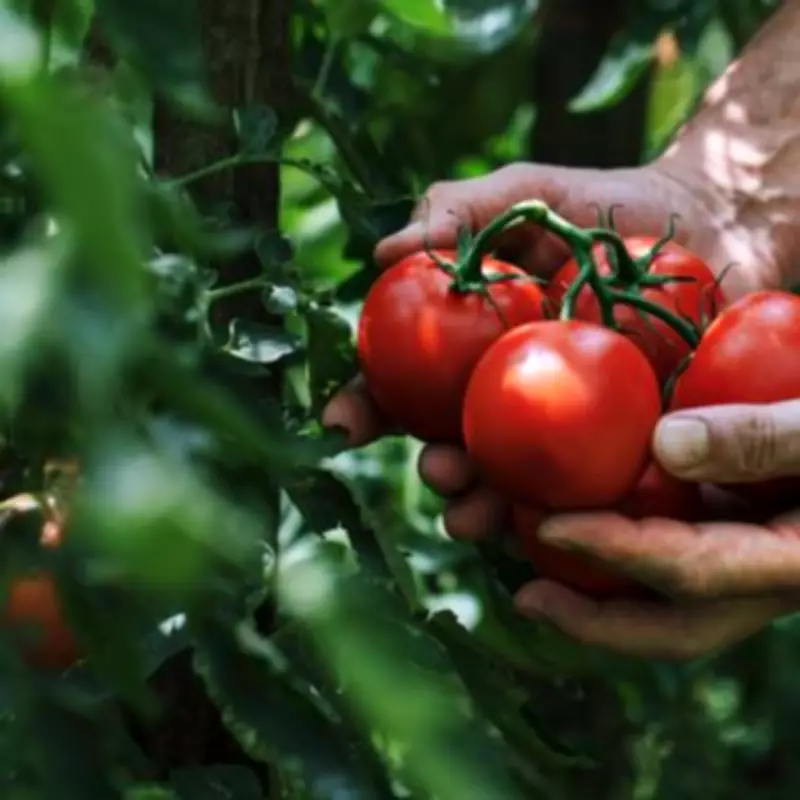 Monty Don's May Tomato Tips for a Bountiful Summer Harvest