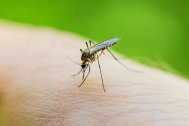 Mosquitoes Can Learn to Ignore Repellent, New Study Finds