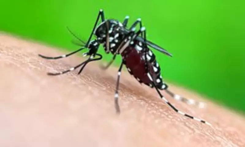 Mosquitoes Can Learn to Love DEET Repellent, Study Finds