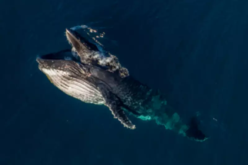 Mysterious Humpback Whale Gaping Behaviour Captured by Citizen Scientists