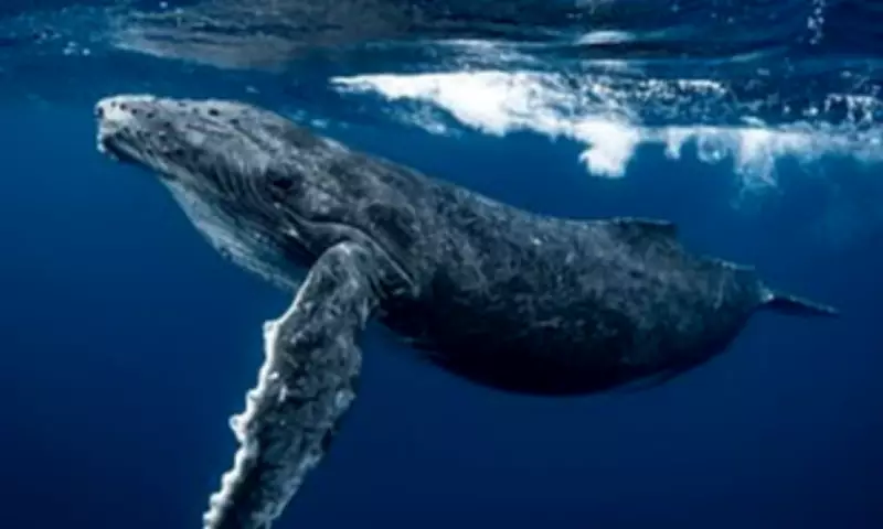 Mysterious Lighthouse Noises Traced to Humpback Whale Sneezes