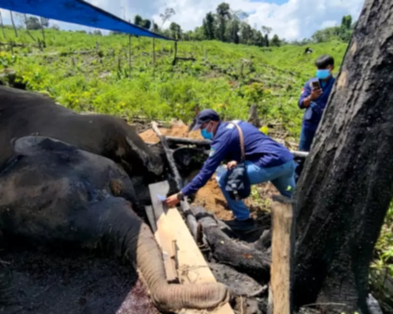Mystery Deaths of Sumatran Elephants Highlight Habitat Crisis in Indonesia