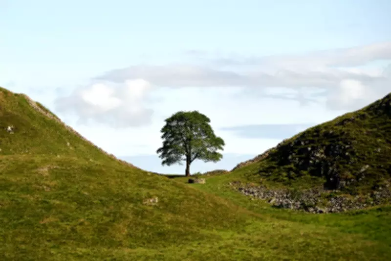 National Trust Reveals Sycamore Gap Art Winner: 'The People's Tree' Soundscape