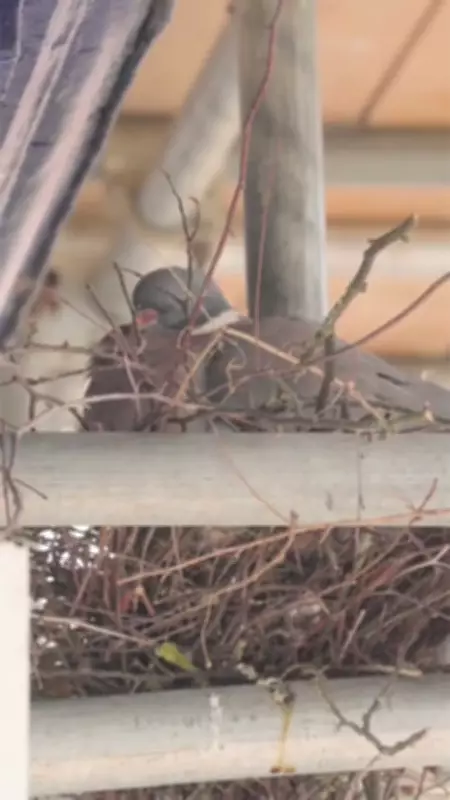 Nationwide Updates Savings Account Rules After Pigeon Nest Incident