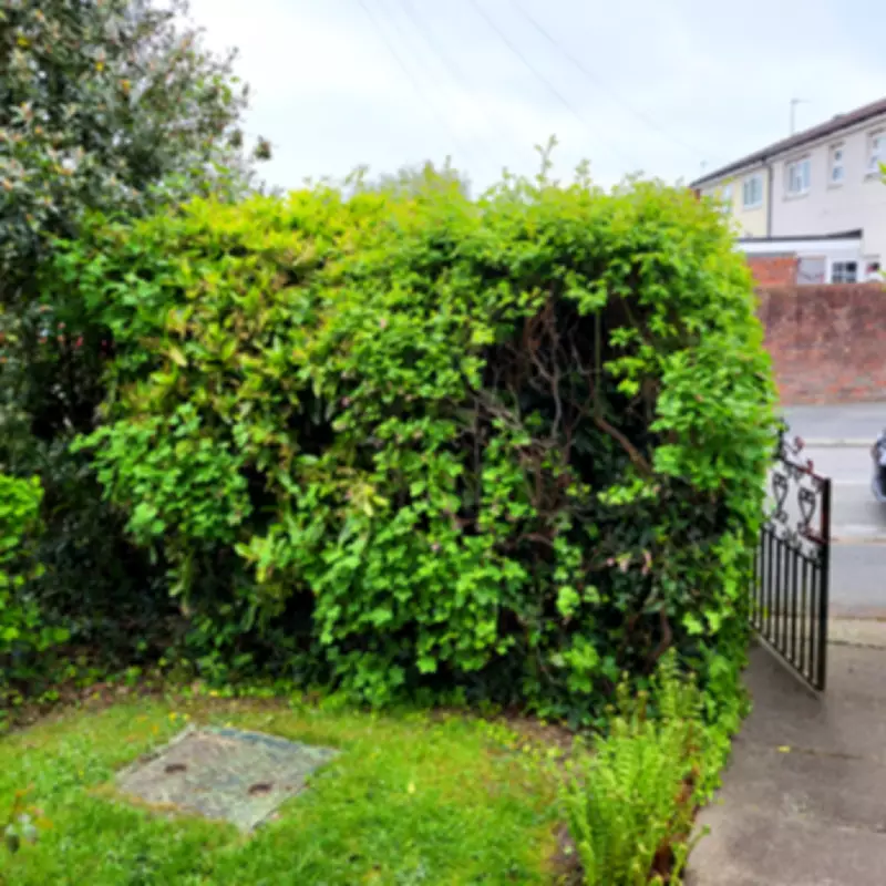 Neighbour Demands Hedge Cut Down After Moving In and Paving Garden