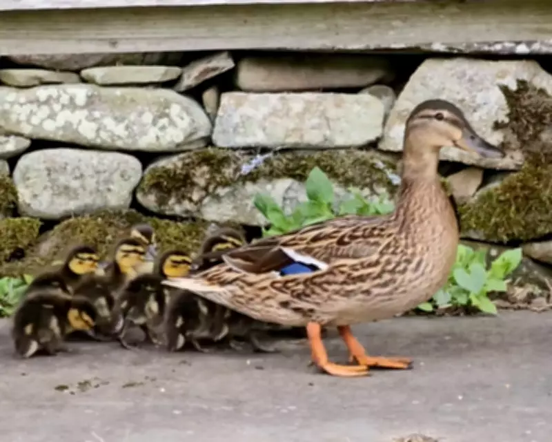 Nesting Mallard, Owl, and Woodcock: The Human Shield Effect in Our Garden