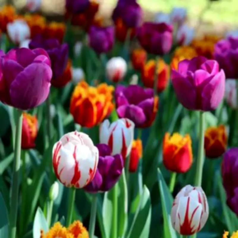 Never Do This One Thing With Tulips in May or Risk Ruining Your Garden
