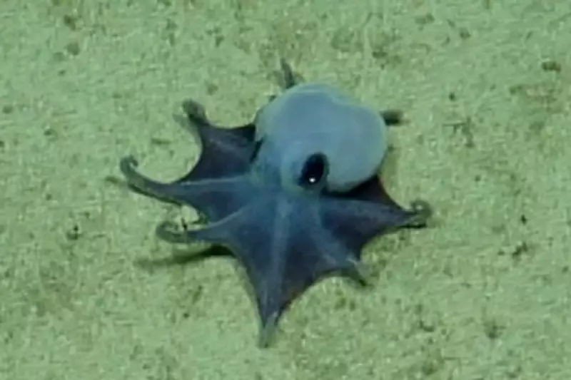New Deep-Sea Octopus Species Confirmed Off Galapagos Islands