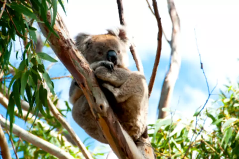 New Koala Species Discovered in Western Australia After 100 Years