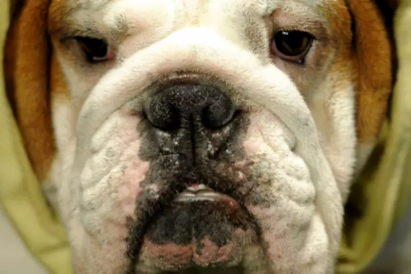 New Molasses Spray Could Eliminate Dog Bad Breath, Study Finds