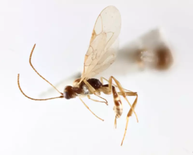 New Parasitic Wasp Genus Named After David Attenborough for 100th Birthday