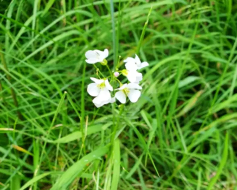 No Mow May Revives Roadside Wildflowers in Liverpool