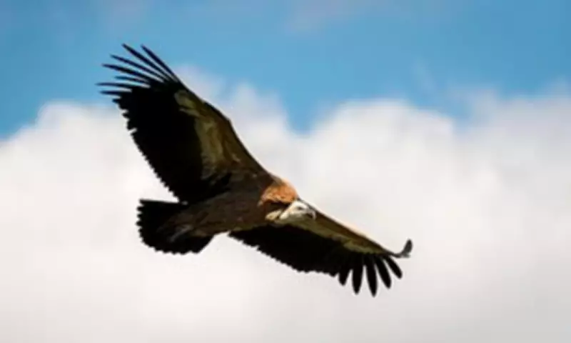 North Carolina Couple at War with Neighbors Over Vulture Feeding